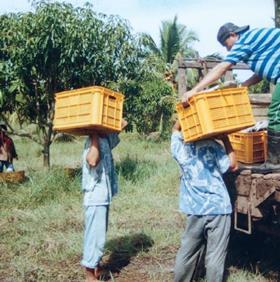 Philippines mango pickers