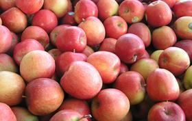 NZ braeburn apples pile