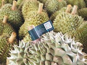 Unqiue QR codes assigned to each durian by DiMuto