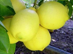 South African lemons Capespan