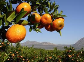 South Africa citrus citrusdal