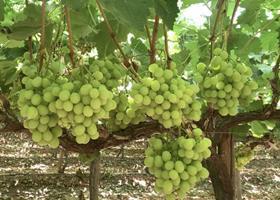 EG Treetops Trading grapes