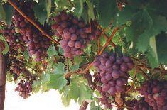 Price points on red grape have fallen to the same levels as white seedless