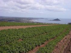 Cornish potatoes have garnered good prices