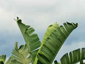 banana plantation