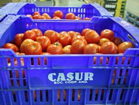 Spain tomatoes crate Casur