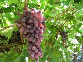 Australian grapes Crimson China