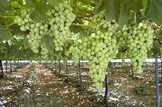 Gruventa: grape season underway