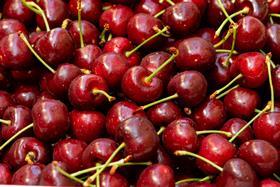 Hortinvest export cherries NZ