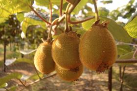 Zeus kiwifruit