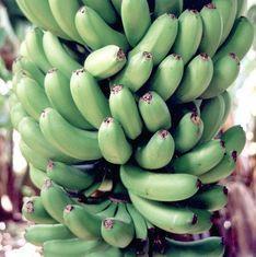 Carnival date for bananas
