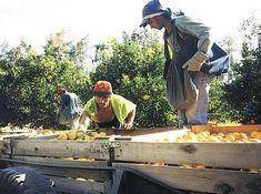 Citrus supply tightens