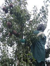 Better when ripe: US pears being picked