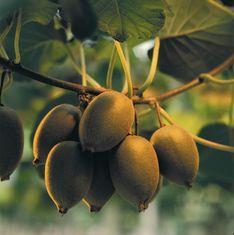 Kiwifruit is playing a large role in driving New Zealand's horticultural gains