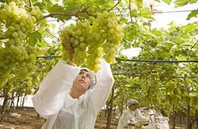 Bayer CropScience grapes