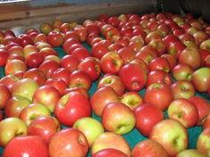 T&G is a leading supplier of apples and kiwi fruit