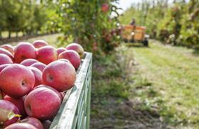 FR Pink Lady apples