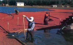 Cranberries are grown on vines in bogs which are flooded to enable harvest