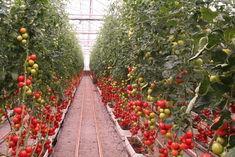 The Spanish tomato industry is vital to the country but has come under threat from the Moroccan export market