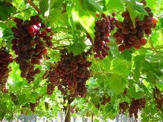 Egyptian grape fall forecast