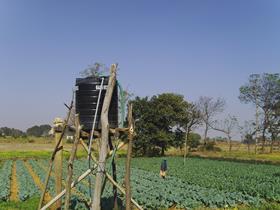 India crops