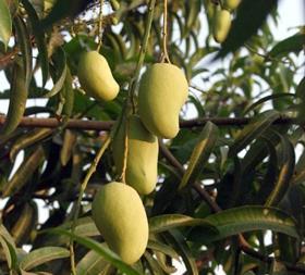 Mexican mangoes