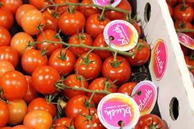 Costa blush tomato