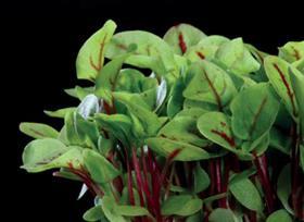 Koppert Cress Vene Cress