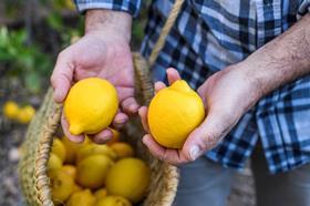 Spain organic lemons B