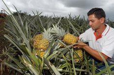 Sweet success for pineapples