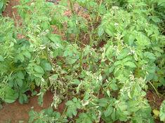 Blight population analysis in full swing