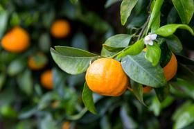 Sunkist Ojai Pixie tangerines