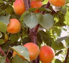 Sun World apricots target UK