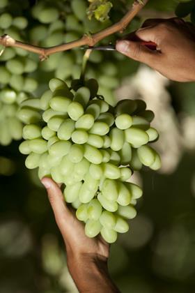 Blanc Seedless grapes
