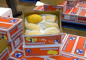 AU Australia imported Deer Island TW Taiwanese Golden King mangoes in Montague warehouse