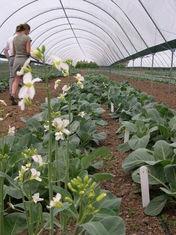 Brassica trials underway at Warwick HRI's Kirton site