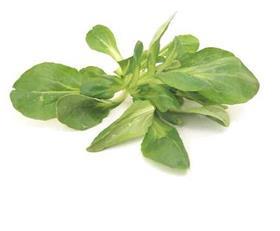 baby leaf lettuce