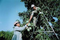 Mangoes move up ladder