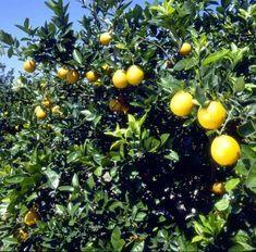 Florida votes for citrus greening research