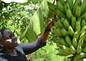 Cameroon banana worker inspecting crop