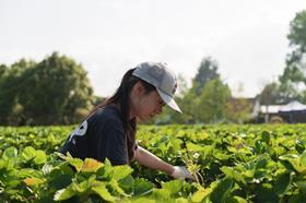 NZ Strawberry picking