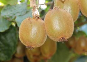 Chile kiwifruit