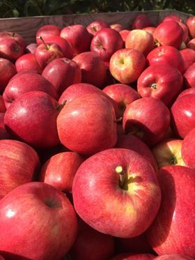 Previous Harvest, British Gala Apples