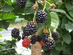Hargreaves hopeful on revolutionary berry