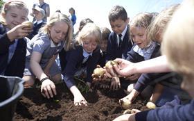 Potato Council digging competition