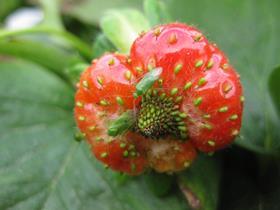 Capsid review - Common green capsid on strawberry cNIAB EMR