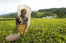 tea in malawi