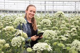 Rijk Zwaan carrot seed production