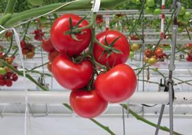Hazera tomatoes