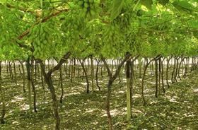 Namibian grapes